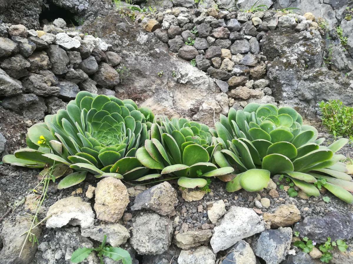 Casas Rurales Los Guinderos Icod De Los Vinos Eksteriør billede